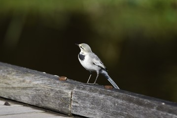 White wagtail / White wagtail is on the water and feeds on insects. Long tail, black head and chest, white cheeks and belly.