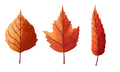 Set of autumn illustration element, Dried leaves on white background. Thanksgiving day concept