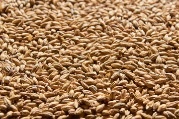 barley grains for background texture