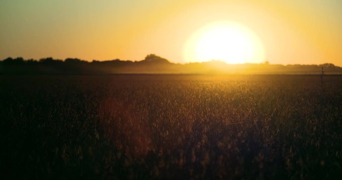 sunset on a soybean field with what looks like a bomb exploding on the horizon