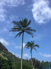 Fototapeta na wymiar Palm trees