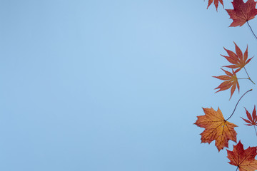 Autumn  composition. Red and golden maple  leaves on blue background. Flat lay, top view, copy space.