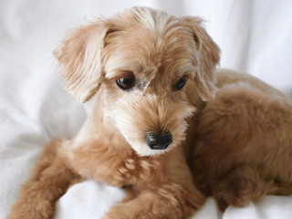じっと座って見つめるかわいいアプリコットの小型犬【マルプー・トイプードル】
