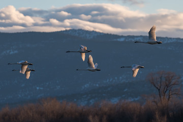 Tundra swan migration.