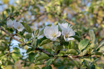 Blooming apple tree with flowers close up