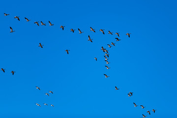 Snow Geese Migration.