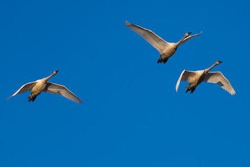Tundra swan migration.