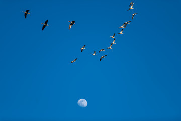 Snow Geese Migration.
