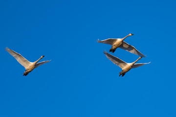 Fototapeta na wymiar Tundra swan migration.