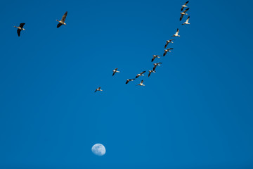 Snow Geese Migration.