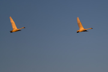 Tundra swan migration.
