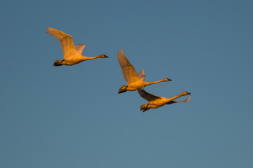 Tundra swan migration.