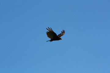 eagle in flight