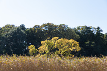 枯れたアシ原と一本の木