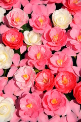 水に浮かべた椿の花々です