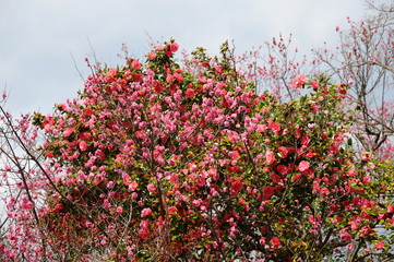 紅梅と椿の花です