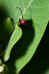 Tetraopes tetrophthalmus
