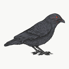 Handdrawn vintage crow vector illustration