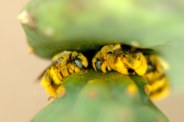 Bees and Cactus