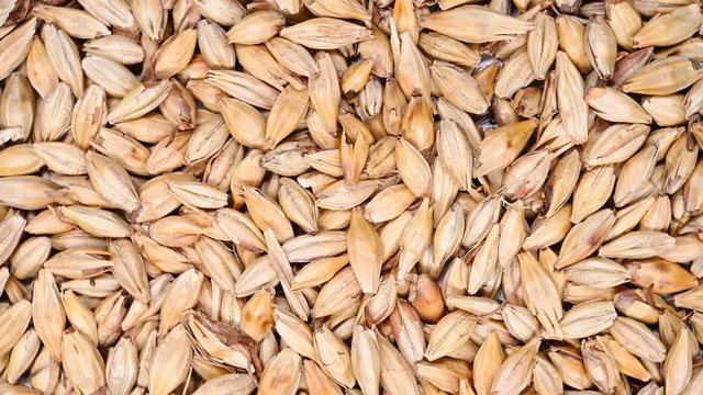 top view herb medicine ChaoMaiYa or stir-baked Hordei Fructus Germinatus or Barley Sprout rotate and pause