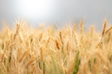 Wheat crop field. Ears of golden wheat close up. Ripening ears of wheat field background. Rich harvest Concept.