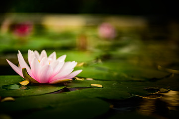 beautiful lotus pink or purple flower on the water after rain in garden.