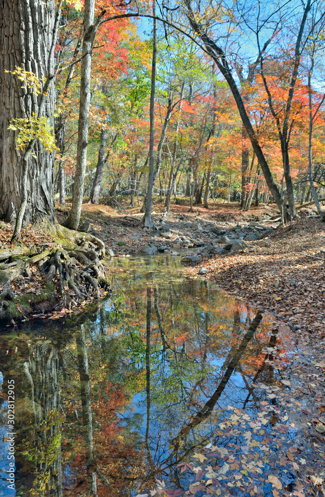 Wall mural Autumn woodsy river 4