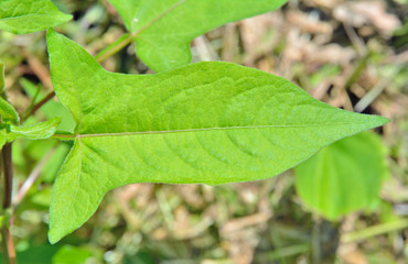 Leaf of herb (Truellum thunbergii)