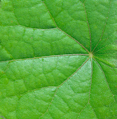 Surface of leaf 1