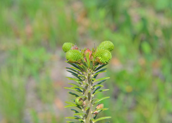 Sprigs of fir 6