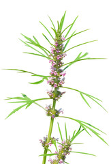 Blooming herb motherwort 5