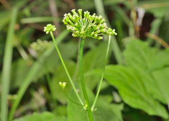 Flowers of Ginseng (Panax ginseng) 1