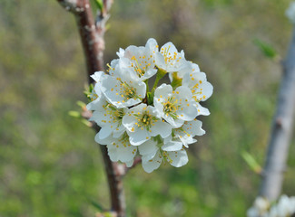 Flowers of plum-tree 2