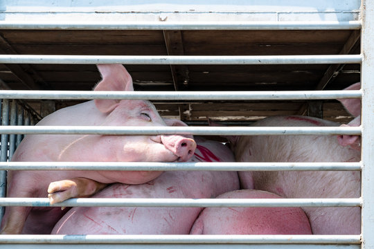 Truck transport pigs