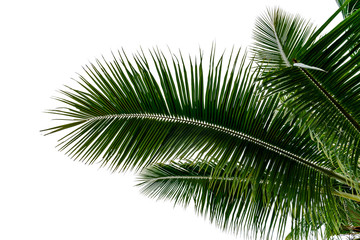 Fototapeta premium leaf coconut tree isolated on white background,Green leaves pattern