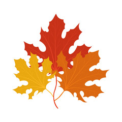 Isolated autumn leaves vector design