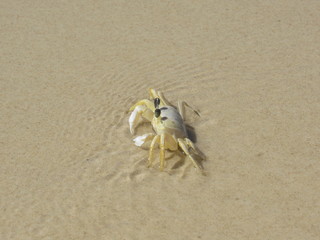 Fototapeta na wymiar Cangrejo llegando al mar