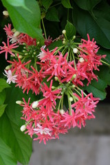 Fototapeta premium Colorful flowers in the garden.flower blooming.Beautiful flowers in the garden. 