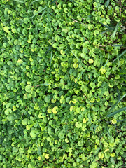 Trees grass leaves greenery background