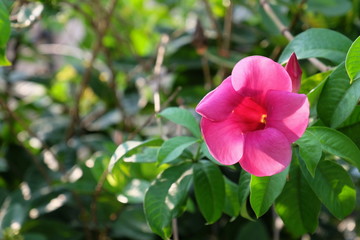 Colorful flowers in the garden.flower blooming.Beautiful flowers in the garden.	