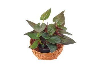 Golden pothos  in the basket on wood ,Epipremnum aureum in pot isolated on white background. devil's ivy with copy space. Piper sp.is native to Indonesia