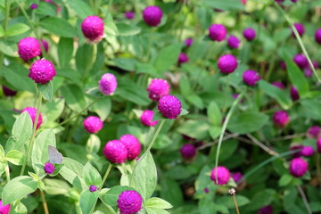 Colorful flowers in the garden.flower blooming.Beautiful flowers in the garden.	