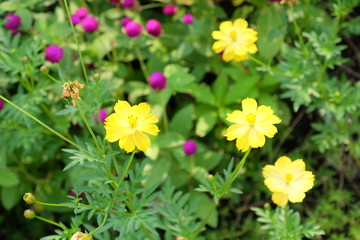 Colorful flowers in the garden.flower blooming.Beautiful flowers in the garden.	