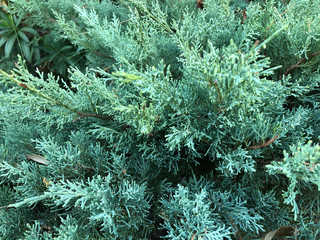 prostrate juniper bush grass plant