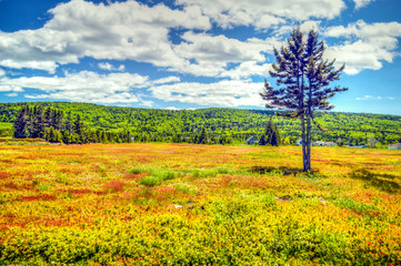 Bay of Fundy New Brunswick Canada