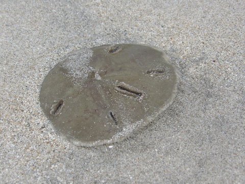 estrella de mar