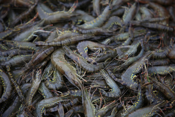 Close up fresh shrimp, animal water economy form top view ready for sale to local market