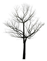 Beautiful branch of tree isolated on white background with clipping path