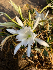 hymenocallis white flower beautiful flowers