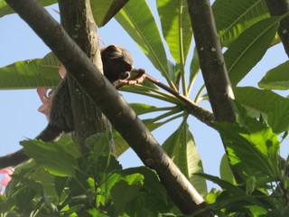 macaco en el árbol